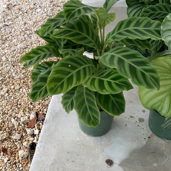 There BIG💥Calathea zebras 🪴🪴💥😻 - Picture 5 of 6